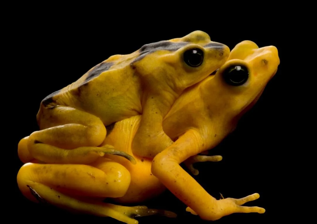 The Golden Frog or Rana Dorada of Panama — The House of Good